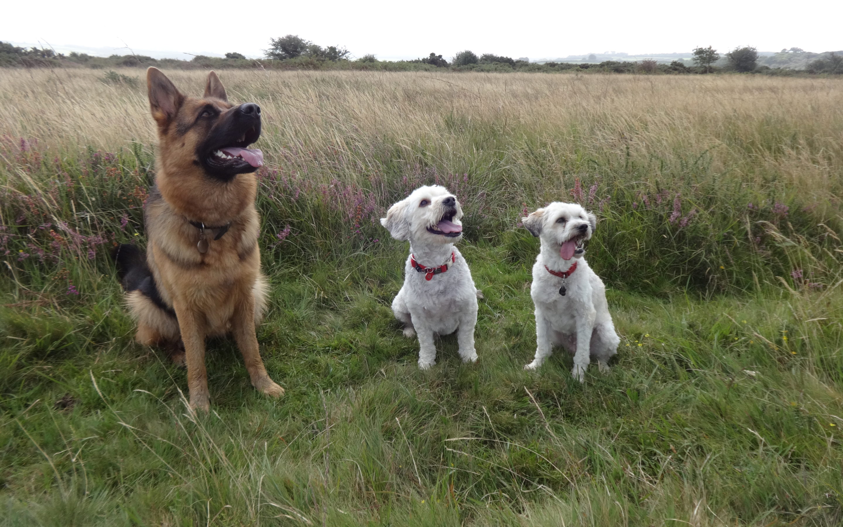 Puppy Training in Saltash and Plymouth.