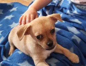 Puppy Training in Saltash and Plymouth.