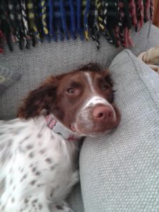 Puppy Training in Saltash and Plymouth.