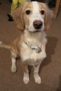 Puppy Training in Saltash and Plymouth.