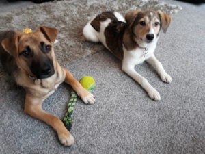 Puppy Training in Saltash and Plymouth.