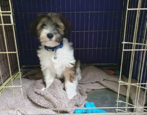 Puppy Training in Saltash and Plymouth.