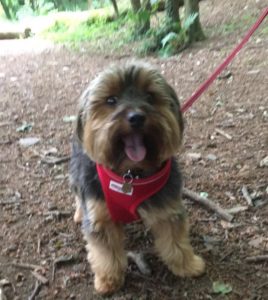 Puppy Training in Saltash and Plymouth.