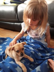 Puppy Training in Saltash and Plymouth.