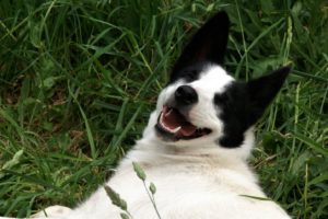 Puppy Training in Saltash and Plymouth.