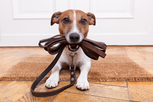 Puppy Training in Saltash and Plymouth.