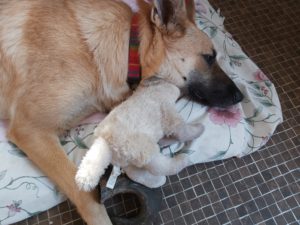 Puppy Parenting
