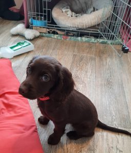 Spaniel Puppy Parenting