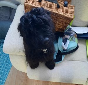 Hugo Puppy Parenting