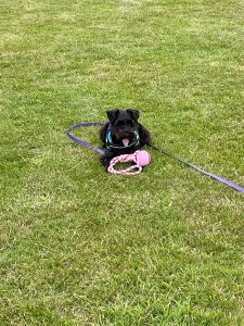 Orla Puppy Parenting