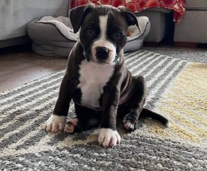 Staffy Puppy Parenting