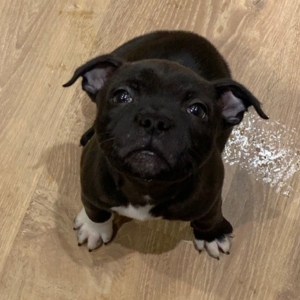 Puppy Parenting Testimonials